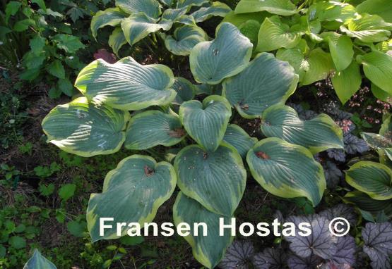 Hosta Roseann Walter